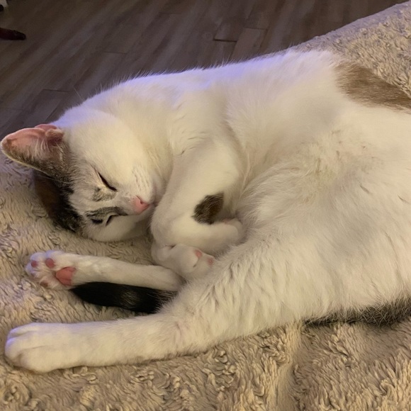 Meet your Posher, Cassandra - Picture 2 of 7